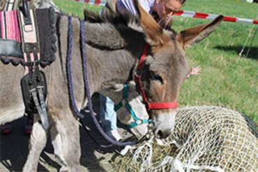 Nahaufnahme eines Esels mit Halfter in einer landwirtschaftlichen Umgebung