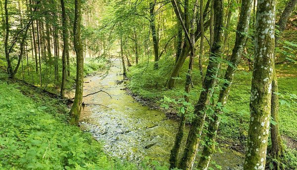 Ein grüner Wald mit einem fließenden Bach zwischen Bäumen