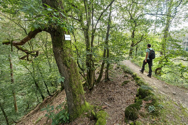 Spaziergang auf einem schmalen Pfad durch dichten Wald