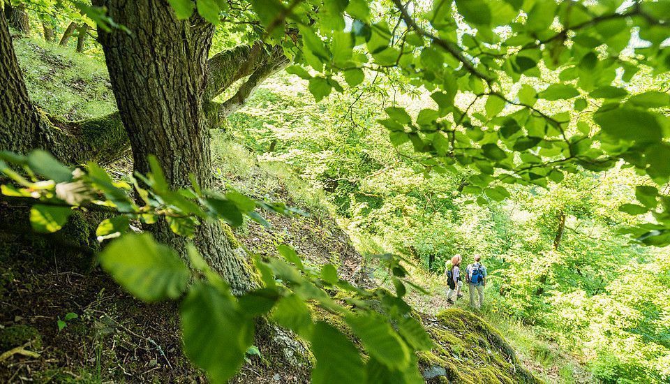 Zwei Personen gehen auf einem Wanderweg umgeben von Bäumen und Blättern