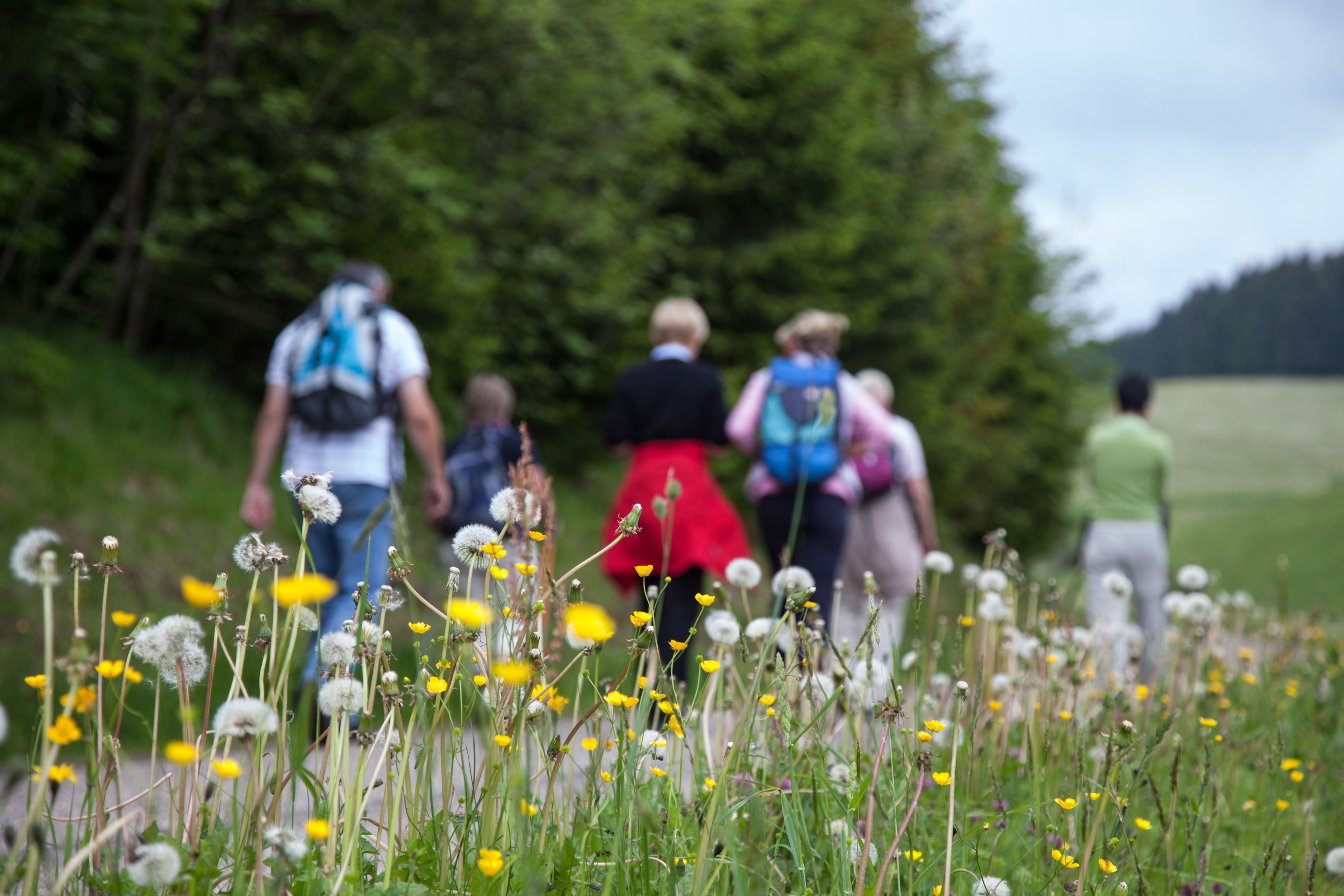 Gruppe von Menschen, die einen Wanderweg mit blühenden Pflanzen entlanggehen