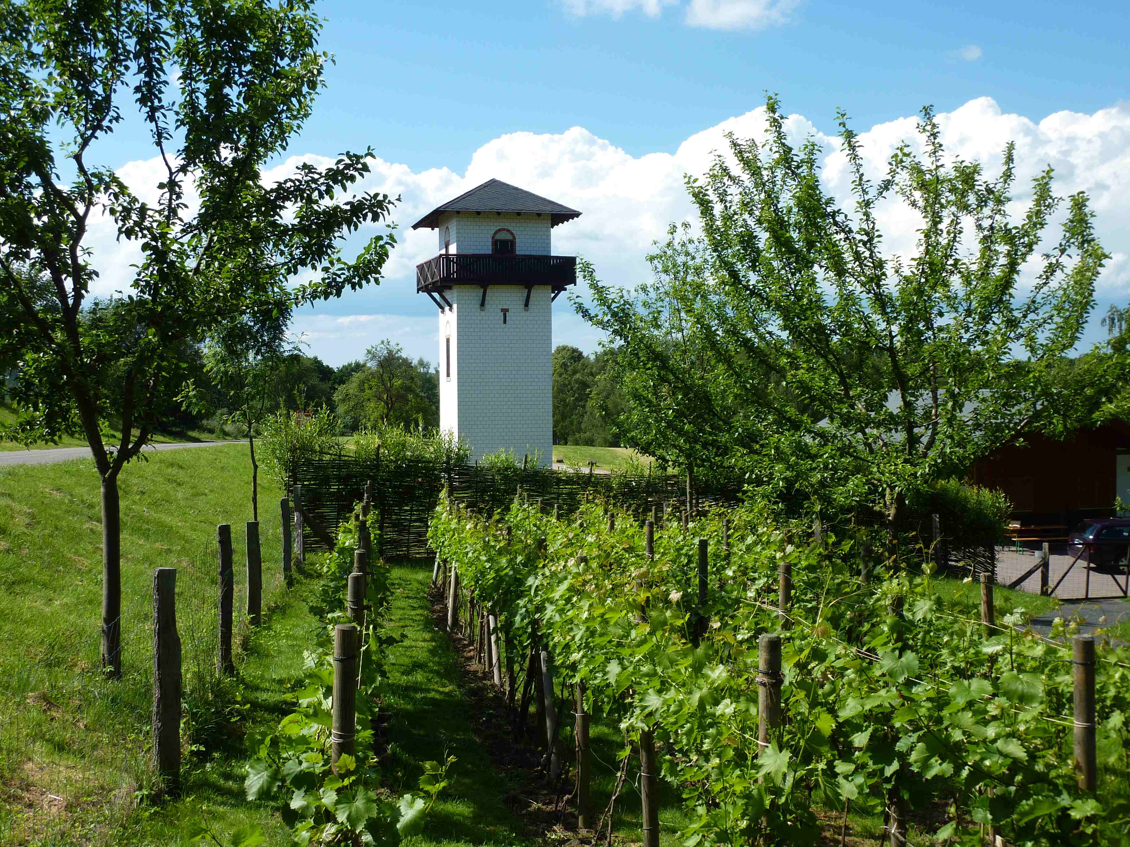 Landschaft mit Weinreben, Aussichtsturm und bewachsenen Bäumen